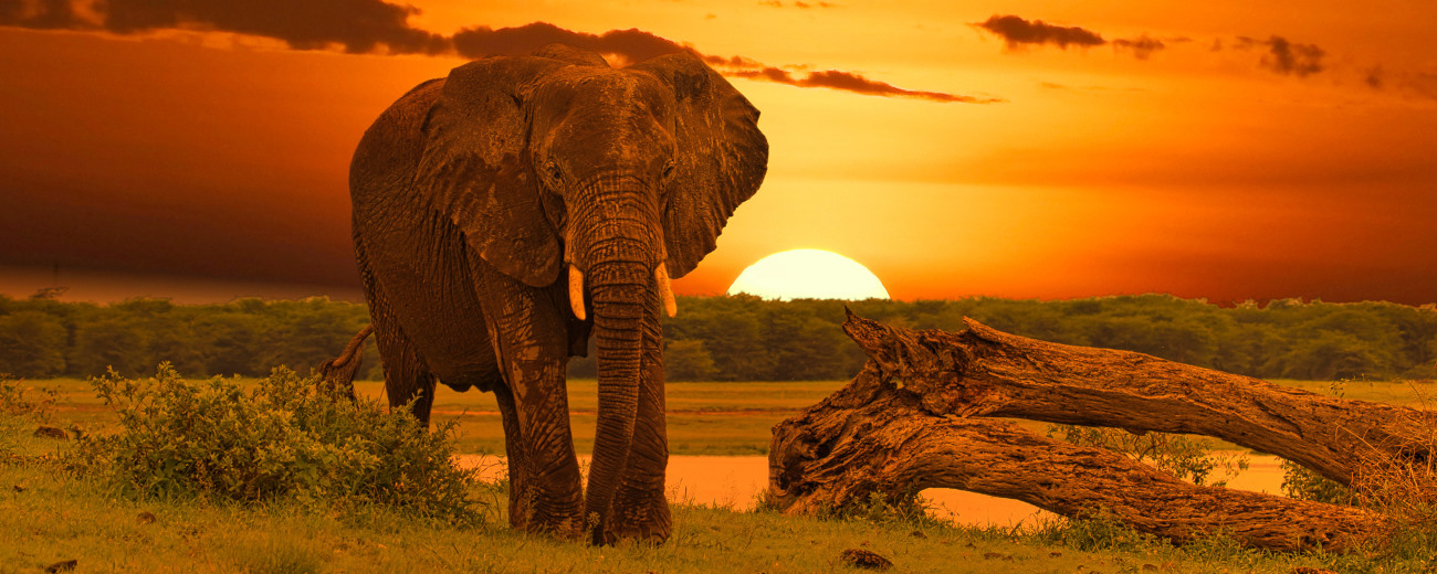 Elephant in Amboseli National Park