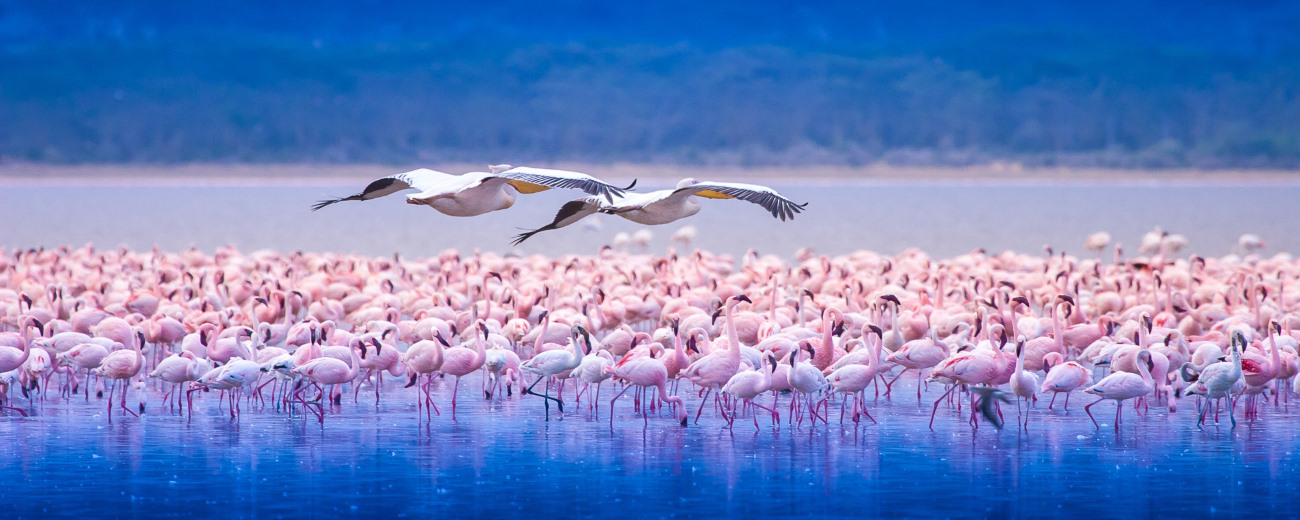 Flamingo in Lake Nakuru