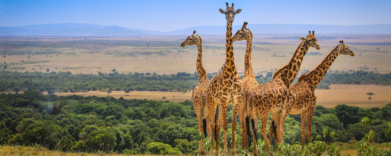 Giraffe Masai Mara