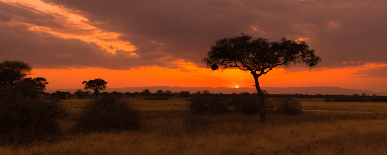 Grassland Savannah Masai Mara