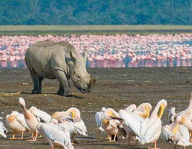 Lake Nakuru