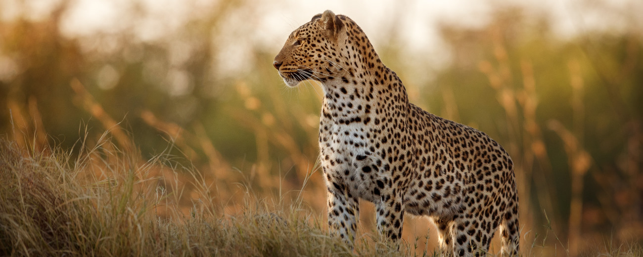 Leopard in the wild