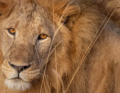 Lion in Masai Mara
