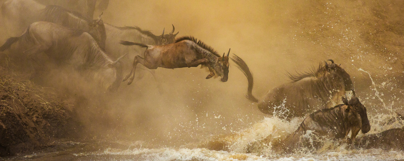 Wildebeest Migration Masai Mara