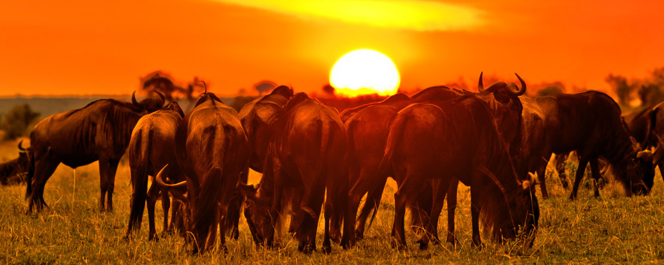 Wildebeest in Masai Mara