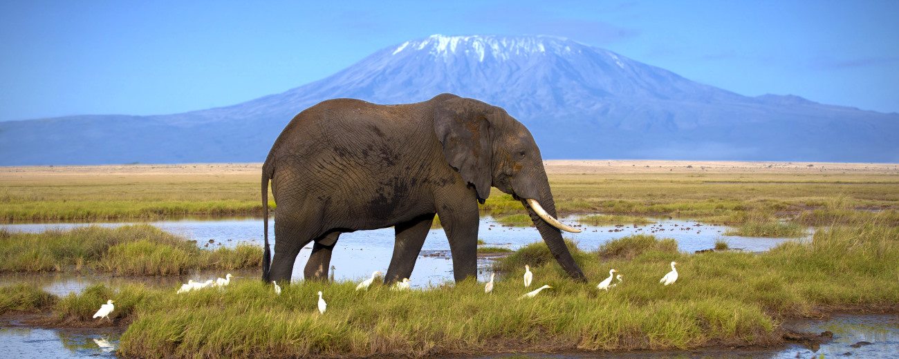 Elephant at the pool on the background of Kilimanjaro