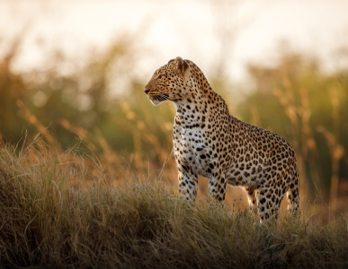 Masai Mara