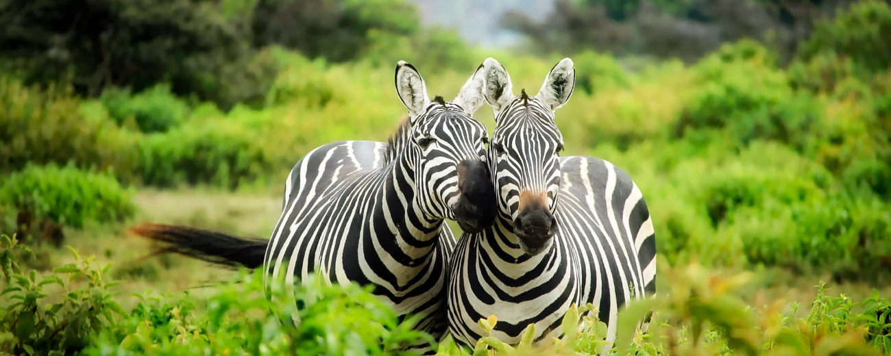 pexels-zebra Amboseli