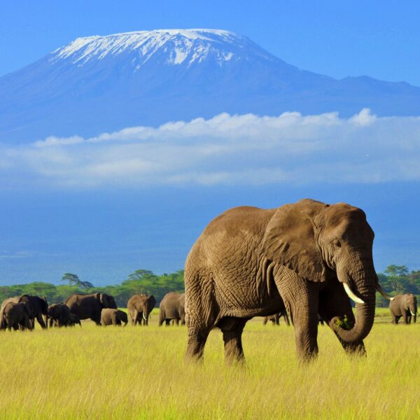 Amboseli_Elephant