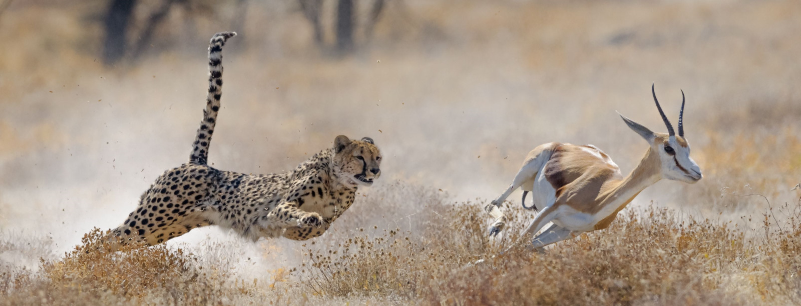 Cheetah and gazelle 2021