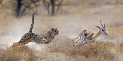 Cheetah hunting