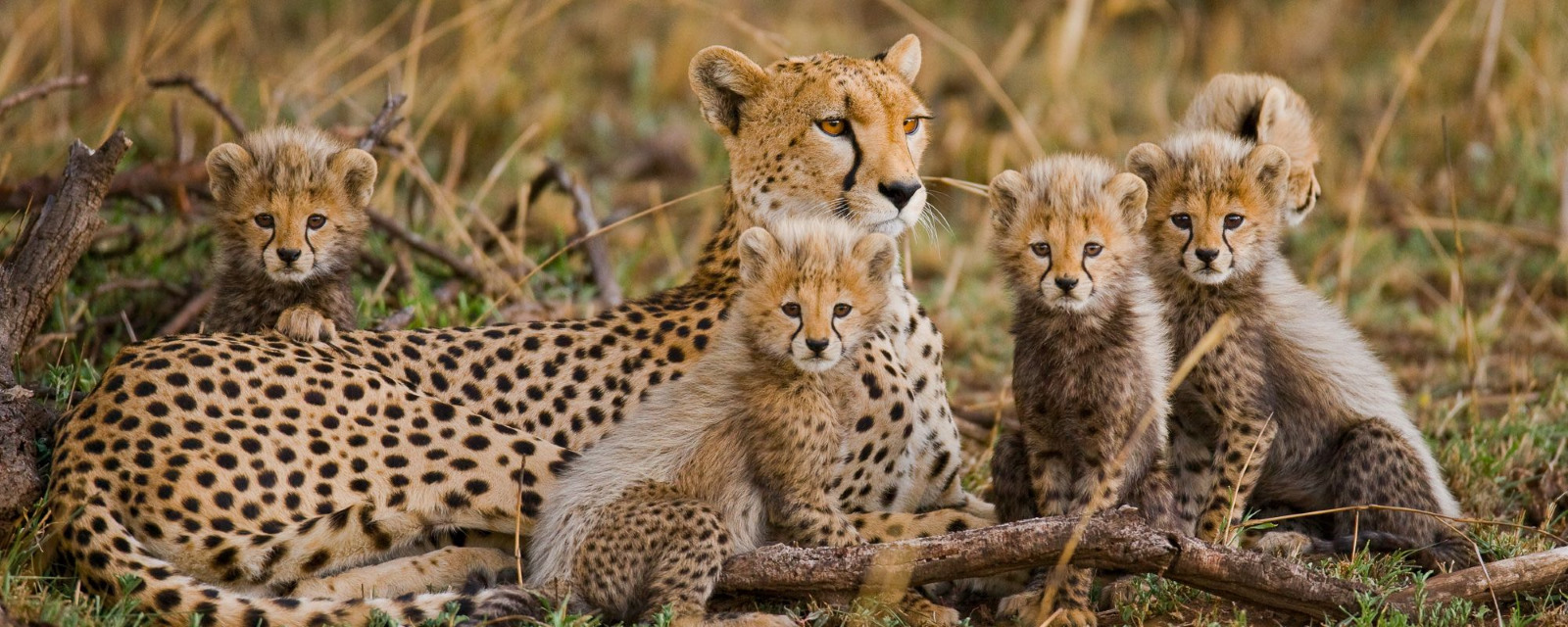 Cheetah with Cubs