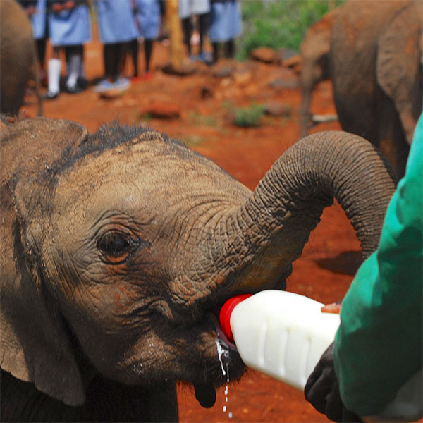 David Sheldrick Wildlife Trust