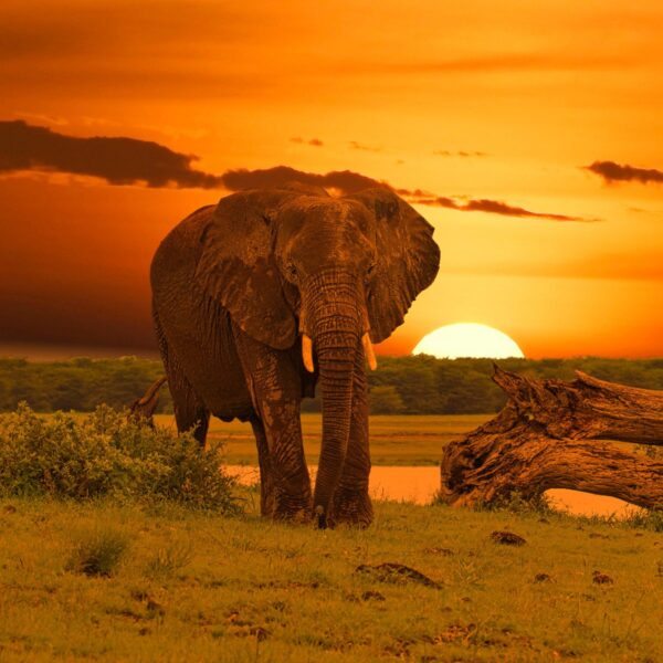 Elephant Amboseli