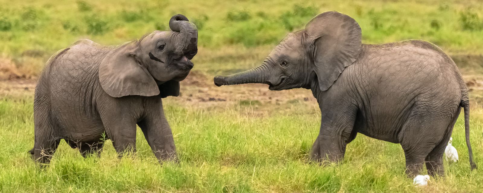 Elephants Amboseli