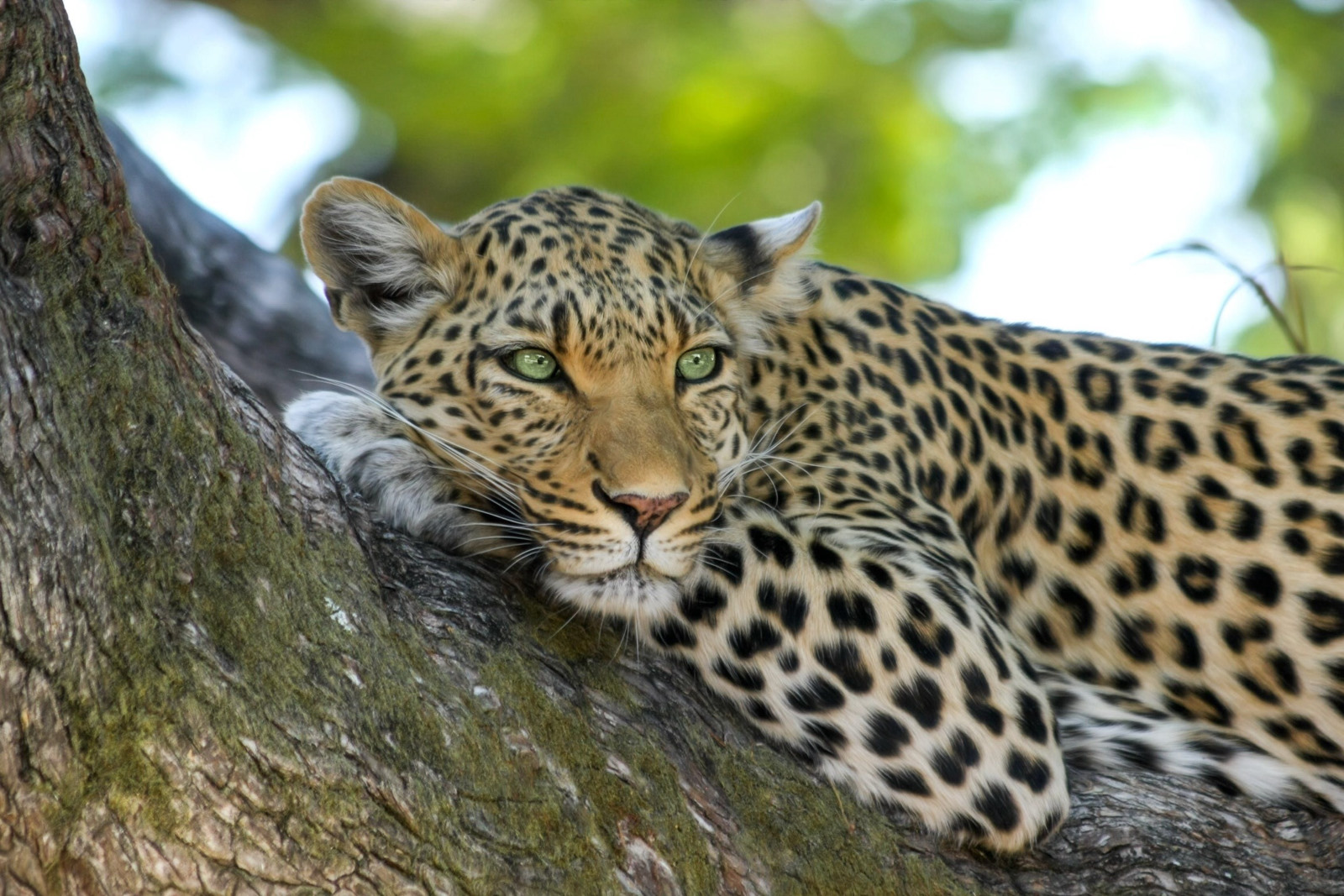 Leopard in Masai Mara