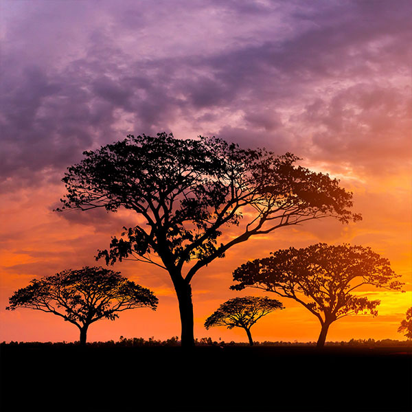 Maasai Mara National Reserve.