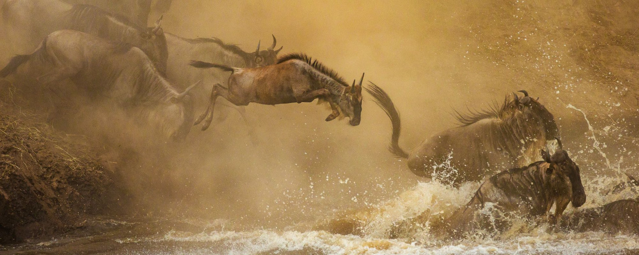 Wildebeest Migration