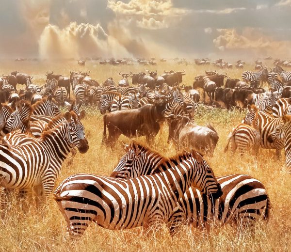 Zebras 2021