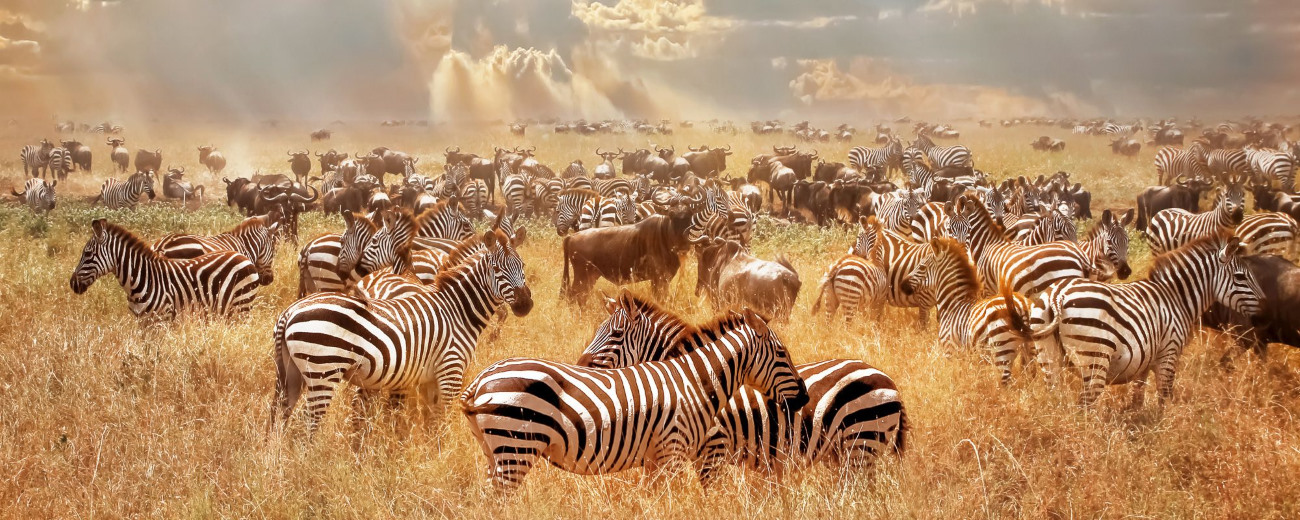 Zebras 2021