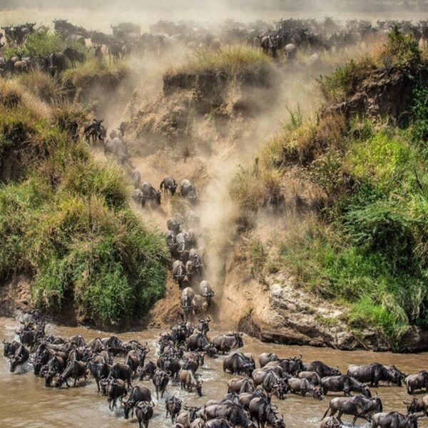 kenya-masai-mara-wildebeest-migration