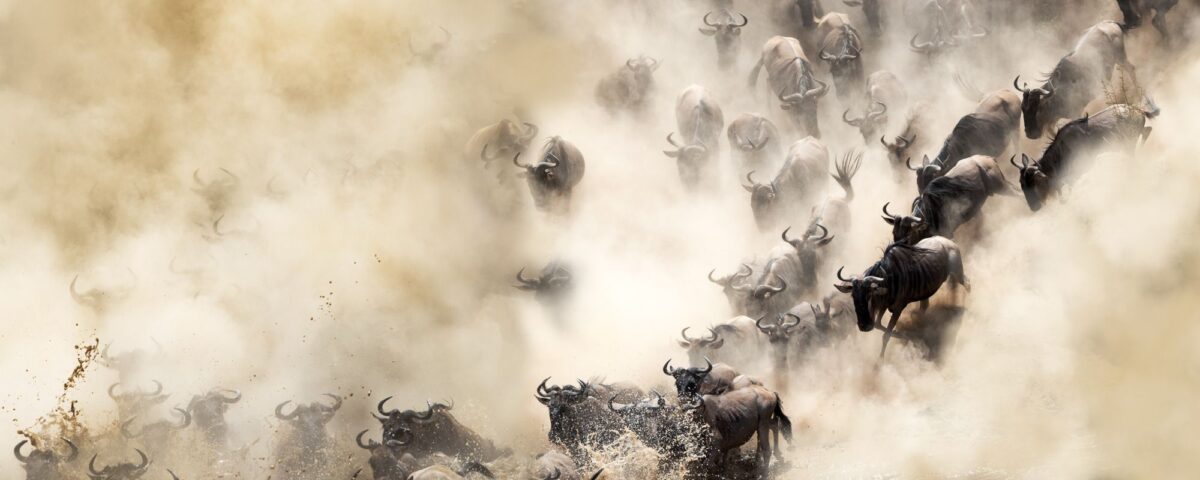 masai mara migration